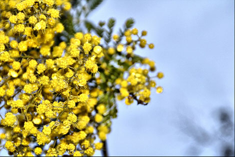 mimosa
