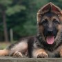 I cani amano come gli uomini dimostrato da Bruce Fogle
