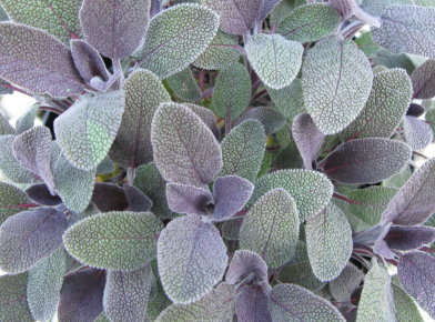 Salvia proprieta