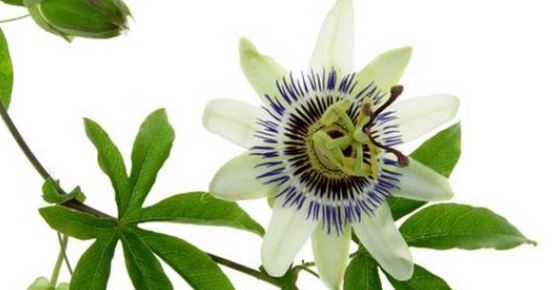 La Passiflora e le sue proprieta
