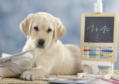 Addestramento ed Educazione Cani