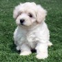 Barboncino Nano cani di piccola taglia da tenere in casa