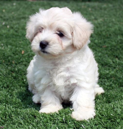 Barboncino Nano cani di piccola taglia da tenere in casa