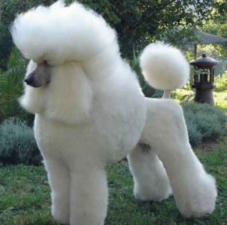 Cane Barbone Medio