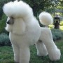 Cane Barbone Medio