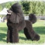 Cane Barbone di taglia Grande