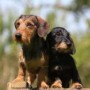 Cani di piccola taglia da appartamento Il Bassotto Tedesco