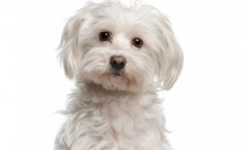 Cani di piccola taglia da appartamento Il Maltese