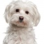 Cani di piccola taglia da appartamento Il Maltese