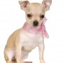 Cani di piccola taglia da appartamento il Chihuahua