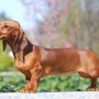 Cani di piccola taglia da compagnia e appartamento Il Bassotto Tedesco