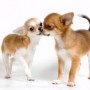 Cani di piccola taglia da compagnia il Chihuahua