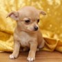 Cani di piccola taglia da compagnia il Chihuahua Toy
