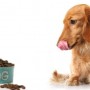 Come alimentare e tenere un cane in casa