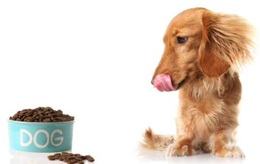 Come alimentare e tenere un cane in casa