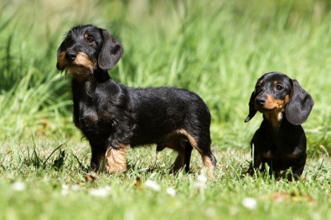Il Bassotto tedesco Cane di piccola taglia da appartamento e da compagnia