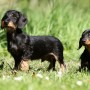 Il Bassotto tedesco Cane di piccola taglia da appartamento e da compagnia