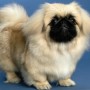 Il Pechinese cane di piccola taglia da appartamento