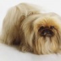 Il Pechinese cane di piccola taglia da tenere in casa