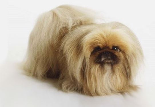Il Pechinese cane di piccola taglia da tenere in casa
