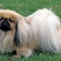 Il Pechinese cani di piccola taglia da tenere in casa