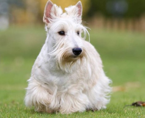 Scottish Terrier bianco