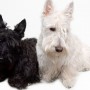 Scottish Terrier cane di piccola razza da tenere in casa