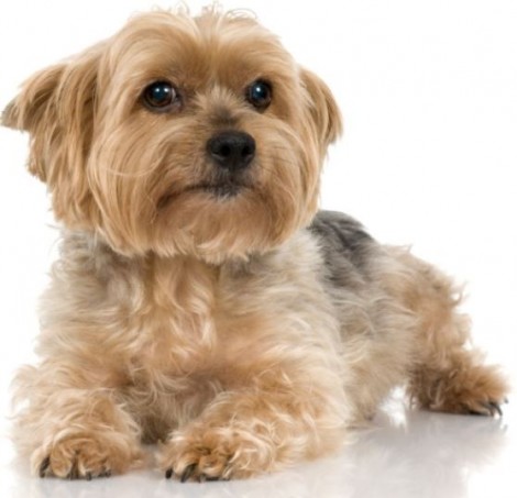 Yorkshire Terrier cane di piccola taglia da compagnia