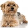 Yorkshire Terrier cane di piccola taglia da compagnia