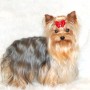 Yorkshire Terrier cane di piccola taglia da tenere in casa