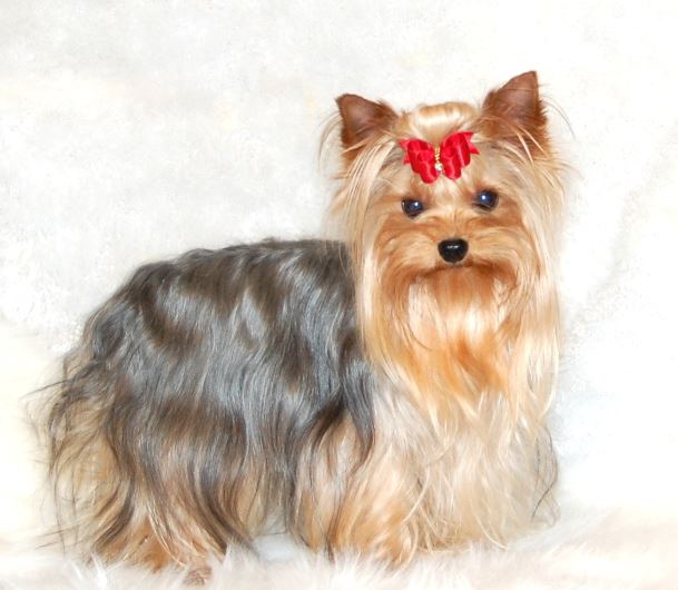 Yorkshire Terrier cane di piccola taglia da tenere in casa