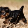 Yorkshire Terrier cucciolo