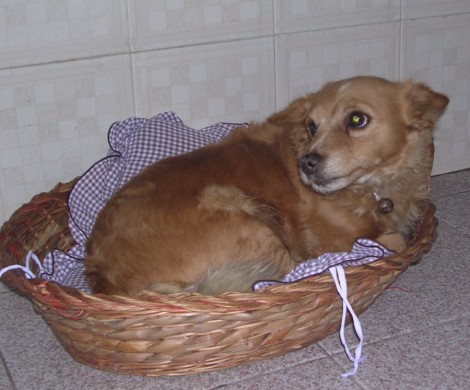 Il Bastardino Cane di piccola taglia da appartamento e da compagnia