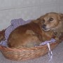Il Bastardino Cane di piccola taglia da appartamento e da compagnia