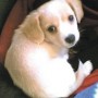 Il Bastardino Meticcio Cane di piccola taglia da appartamento e da compagnia