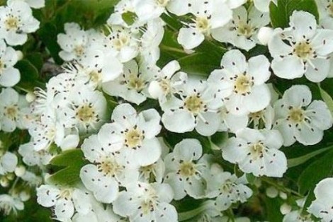 Biancospino rimedio naturale contro ansia e stress