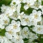 Biancospino rimedio naturale contro ansia e stress