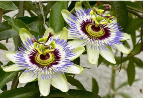 Passiflora rimedio naturale contro ansia e stress
