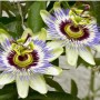 Passiflora rimedio naturale contro ansia e stress