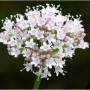 Valeriana rimedio naturale contro ansia e stress
