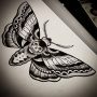 Disegno per tatuaggio Falena Testa di Morto