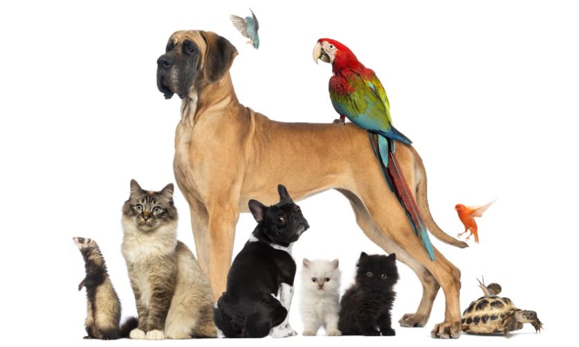 Acquisti online per animali