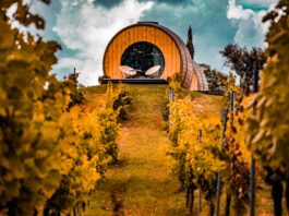 Vini Toscani Rossi e Bianchi: Caratteristiche, Abbinamenti e Tour delle Strade del Vino Vini Toscani Rossi e Bianchi 265x198 - Home