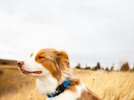 Collari e guinzagli smart: la nuova frontiera della tecnologia per cani Accessori e collari GPS per cani