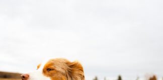 Collari e guinzagli smart: la nuova frontiera della tecnologia per cani Accessori e collari GPS per cani