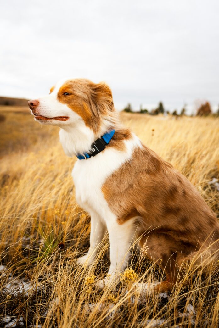 Accessori e collari GPS per cani