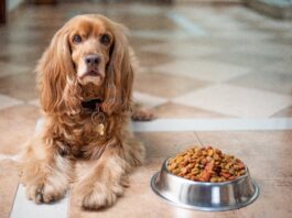 Alimentazione sana per cani: guida completa a cibo e prodotti consigliati Alimentazione sana per cani guida completa a cibo e prodotti consigliati