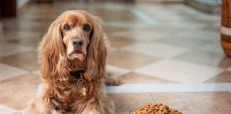 Alimentazione sana per cani: guida completa a cibo e prodotti consigliati Alimentazione sana per cani guida completa a cibo e prodotti consigliati