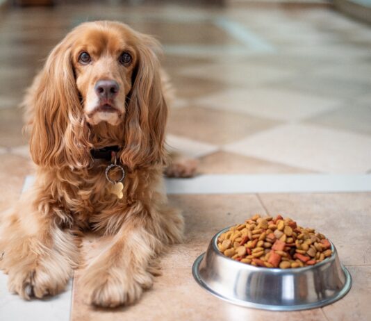 Alimentazione sana per cani: guida completa a cibo e prodotti consigliati Alimentazione sana per cani guida completa a cibo e prodotti consigliati