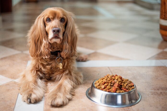Alimentazione sana per cani guida completa a cibo e prodotti consigliati